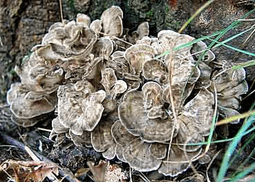 Mushroom