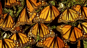 Monarchs