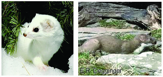 weasels